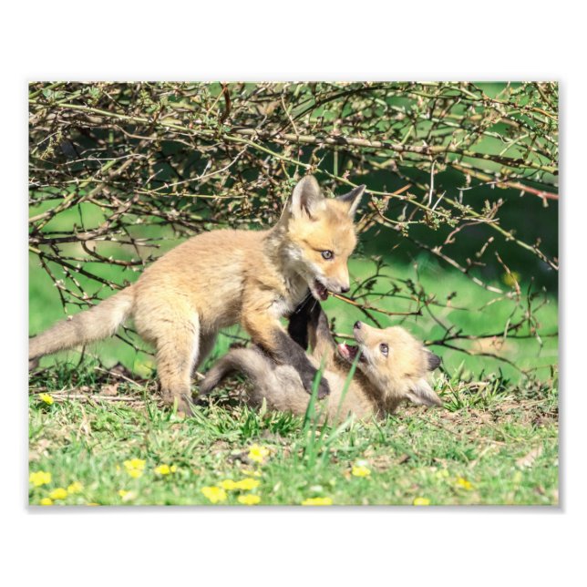 10x8 Red Fox Kits spelar Fototryck (Framsidan)