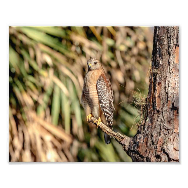 10x8 Röd skulderad Hawk i träd Fototryck (Framsidan)