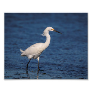 10x8 Snowy Egret på North Beach Fototryck