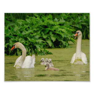 10x8 Svan-familjen Fototryck