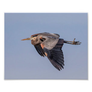 10x8 Underbar Blue Heron under flygning Fototryck