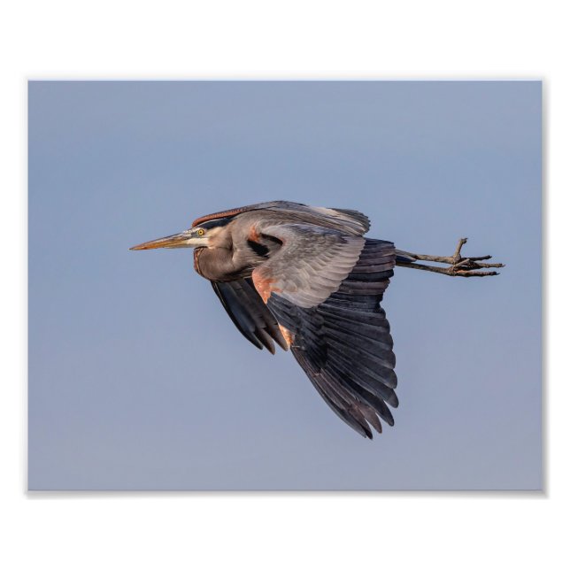 10x8 Underbar Blue Heron under flygning Fototryck (Framsidan)