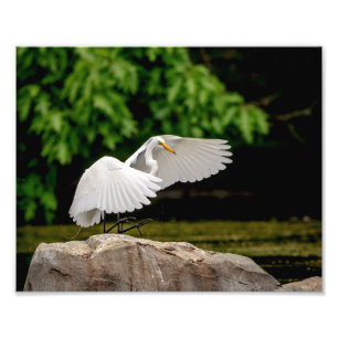 10x8 Underbar Egret Fototryck