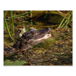 10x8 Ung Alligator Fototryck