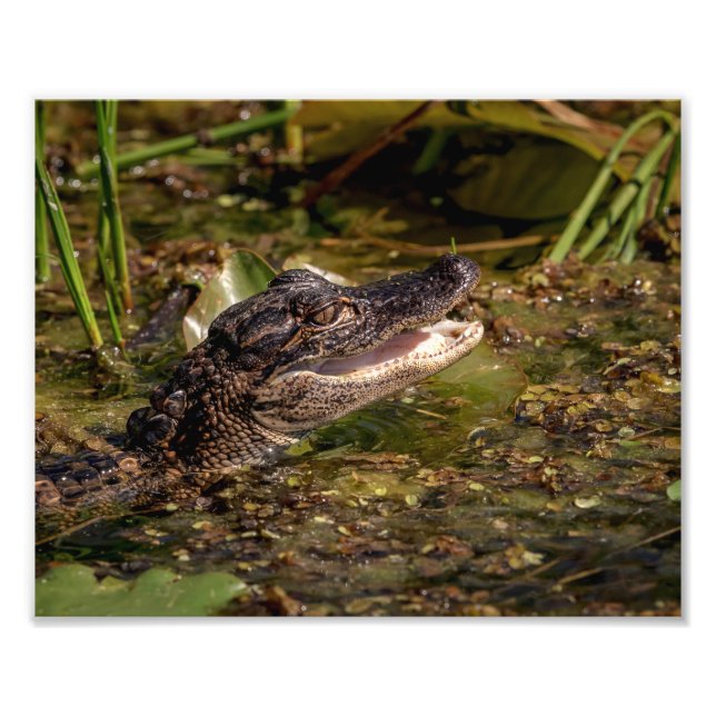 10x8 Ung Alligator Fototryck (Framsidan)