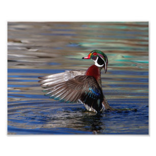 10x8 Vinge Flapping Wood Anka Fototryck