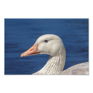 10x8 White Canadian Goose Fototryck