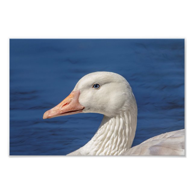 10x8 White Canadian Goose Fototryck (Framsidan)