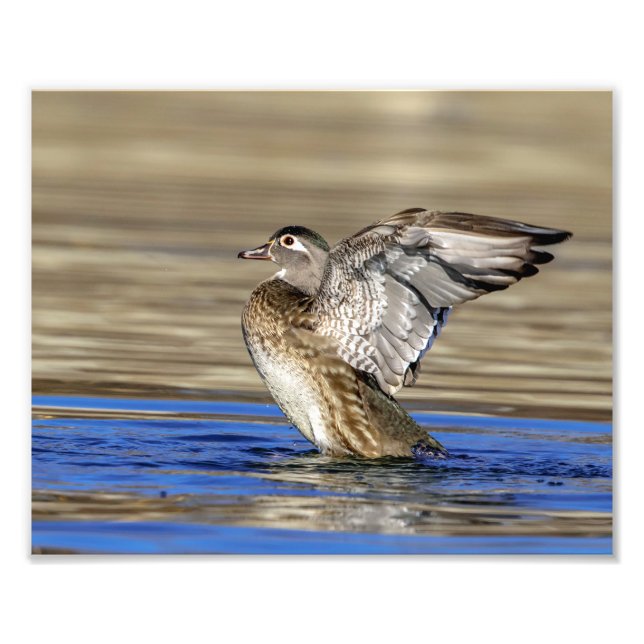10x8 Wood Anka som flaxar hennes vingar Fototryck (Framsidan)