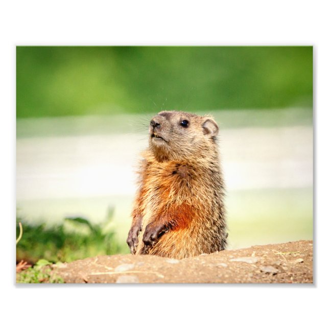 10x8 Young Groundhog Fototryck (Framsidan)
