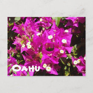 110, Oahu Vykort