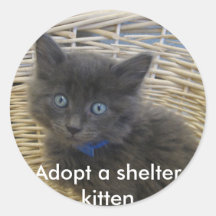 112907 petfinder 028, adoptera en kattunge till sk