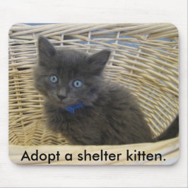 112907 petfinder 028, adopterar en skyddkitten. musmatta