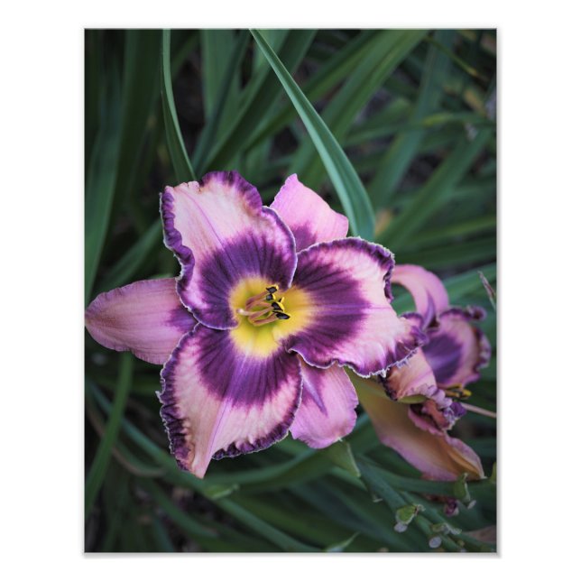 11 tum x 14 tum daglig fototryck (Framsidan)