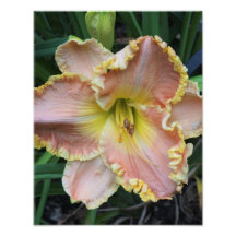 11 tum x 14 tum daglig