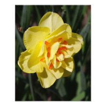11-tums x14-tums Daffodil