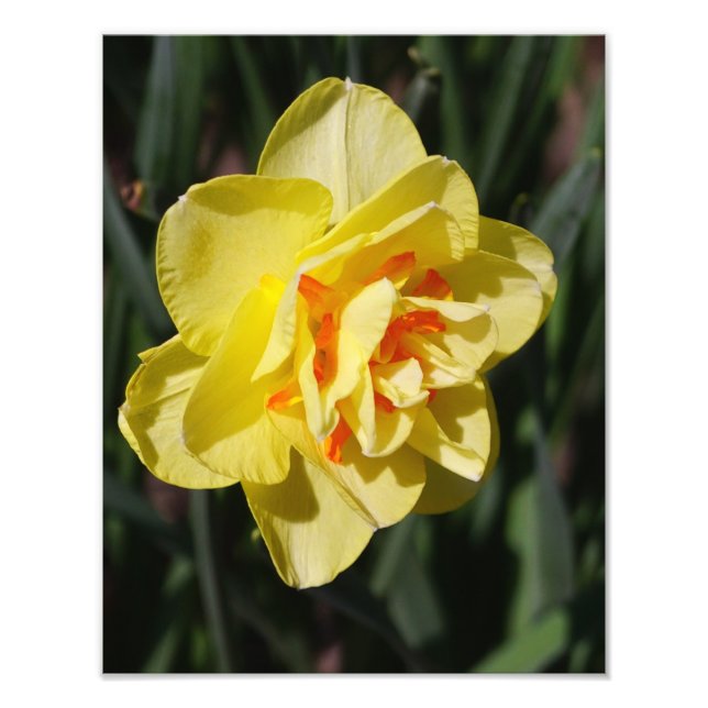 11-tums x14-tums Daffodil Fototryck (Framsidan)