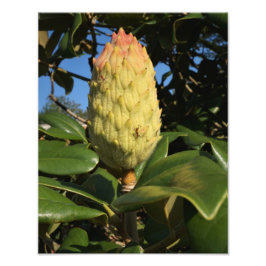 11-tums x14-tums Magnolia Seed-Pod Fototryck