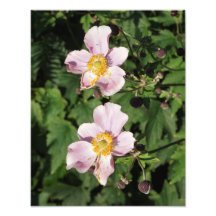 11-tums x14-tums Rosa-anemoner