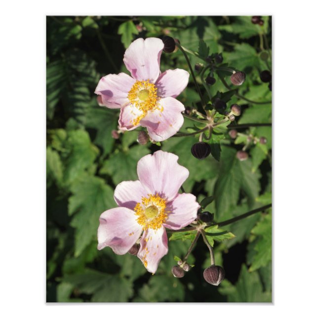 11-tums x14-tums Rosa-anemoner Fototryck (Framsidan)