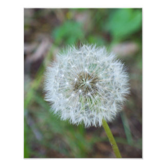 11-tums x 14-tums vacker dandelion fototryck