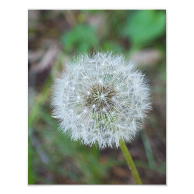 11-tums x 14-tums vacker dandelion fototryck (Framsidan)