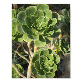 11" x 14" Aeonium Fototryck