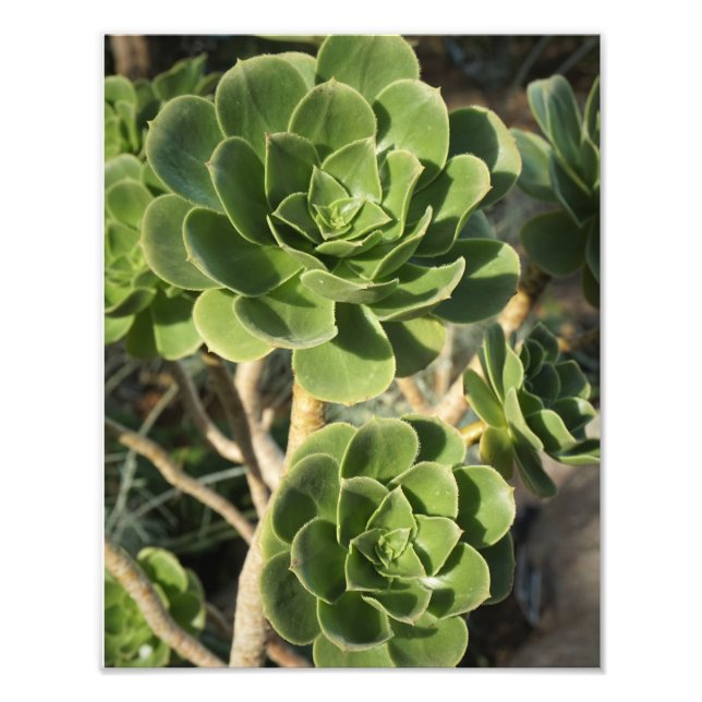 11" x 14" Aeonium Fototryck (Framsidan)
