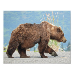 11" x 14" foto av grizzlybjörnen