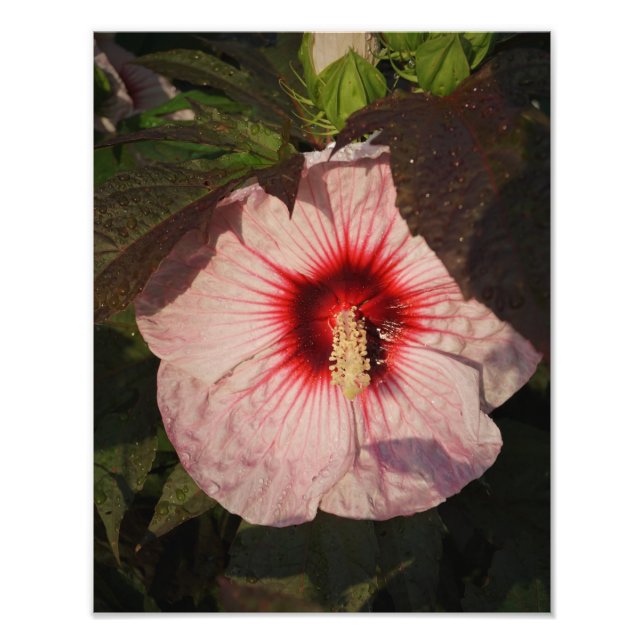 11" x 14" Hardy Hibiscus Fototryck (Framsidan)