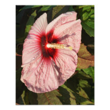 11" x 14" Hardy Hibiscus