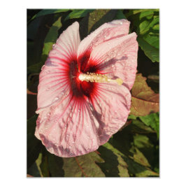 11" x 14" Hardy Hibiscus Fototryck