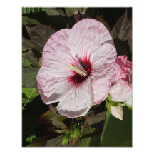 11" x 14" Hardy Hibiscus