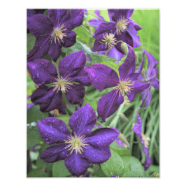 11" x 14" Lila Clematis Fototryck