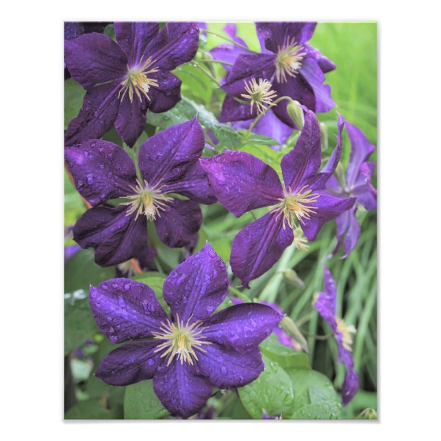 11" x 14" Lila Clematis Fototryck (Framsidan)