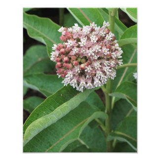 11" x 14" Milkweed Fototryck