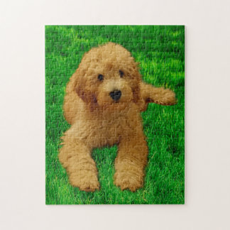 11 x 14 Rex the Goldendoodle Pussel