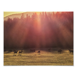11" x 8,5" fotoutskrift || Red Dawn Elk Fototryck