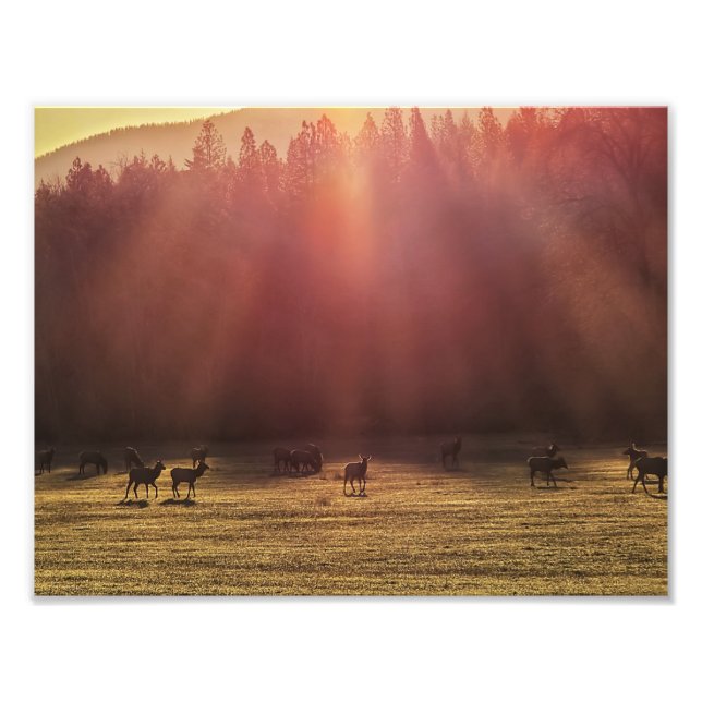 11" x 8,5" fotoutskrift || Red Dawn Elk Fototryck (Framsidan)