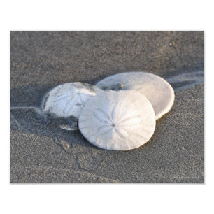 11X14 A Trio of Sand Dollars Fototryck