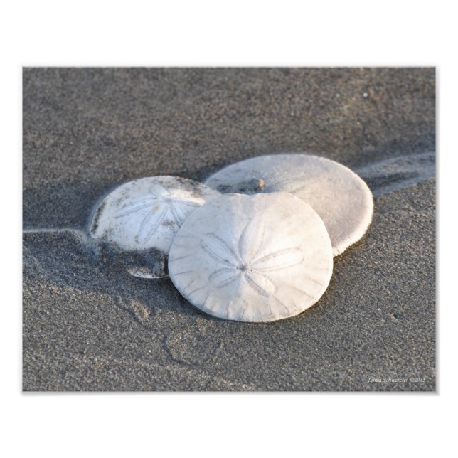 11X14 A Trio of Sand Dollars Fototryck (Framsidan)