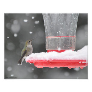 11X14 Anna Hummingbird i Snö Fototryck