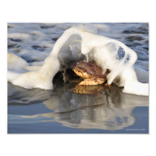11X14 Dungeness Crab med Surfa Spilling Over! Fototryck