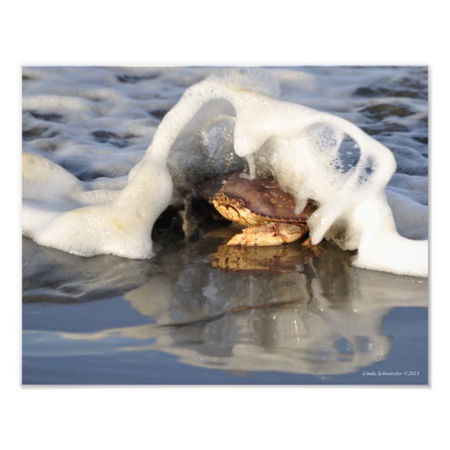 11X14 Dungeness Crab med Surfa Spilling Over! Fototryck (Framsidan)