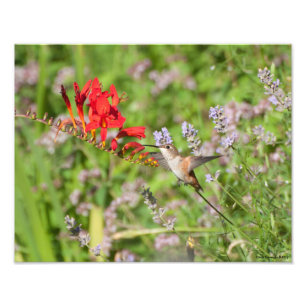 11X14 Hummingbird Älskare Delight Fototryck