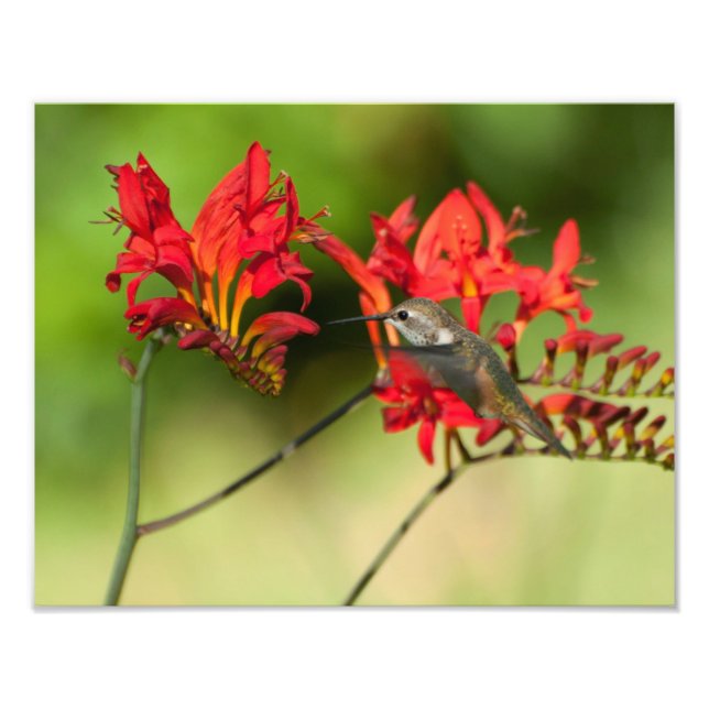 11X14 Hummingbird Älskare Delight Fototryck (Framsidan)