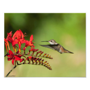 11X14 Hummingbird Älskare Delight Fototryck