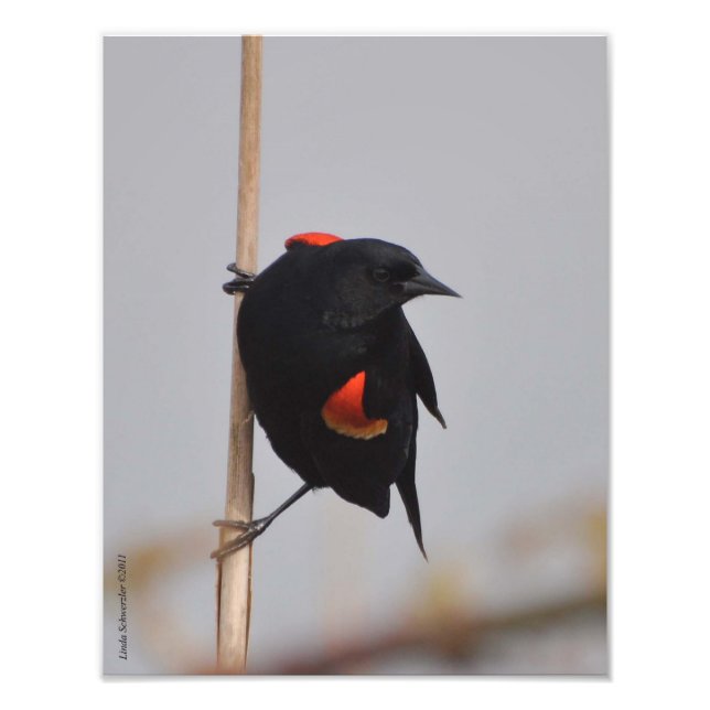 11X14 Male Red Winged Blackbird Fototryck (Framsidan)