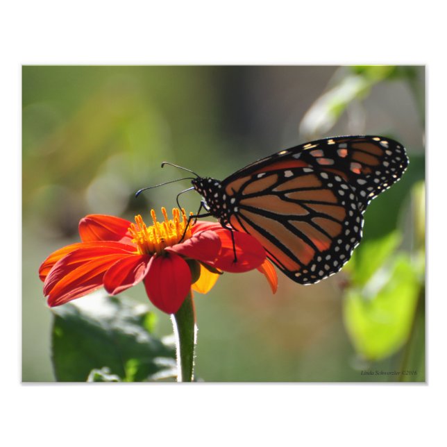 11X14 Monarch Butterfly på Mexikanska solrosbågen Fototryck (Framsidan)