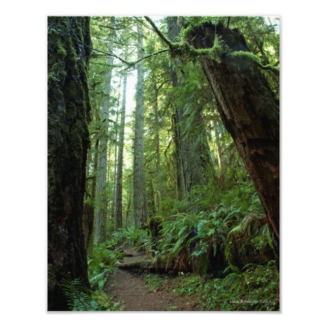11X14 Old Growth Forest at Twanoh State Park, WA Fototryck (Framsidan)